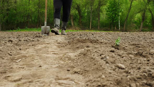 The Farmer Walks Through The Black Soil With A Shovel In His Hands. Parts Of The Feet Of A Farmer alt