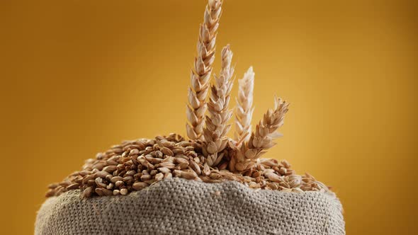 Malt Grains Closeup alt