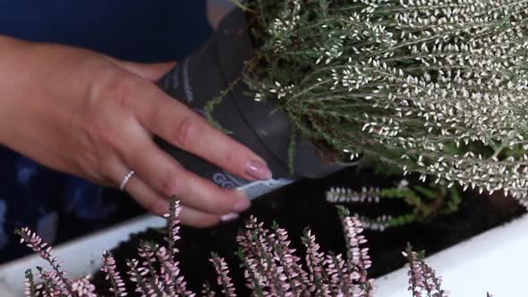 A Woman Removes A Heather Bush From A Temporary Pot. Shakes Up An Earthen Clod. Heather Transplant. alt