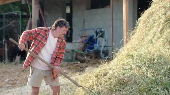 Handsome mature farmer turns the hay with apitchfork on the backyard of farm