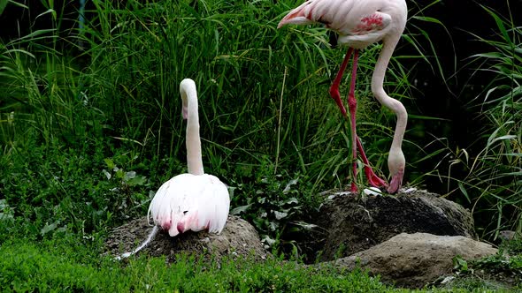 Pair of Pink Flamingos Hatching Eggs in Wild Lake alt