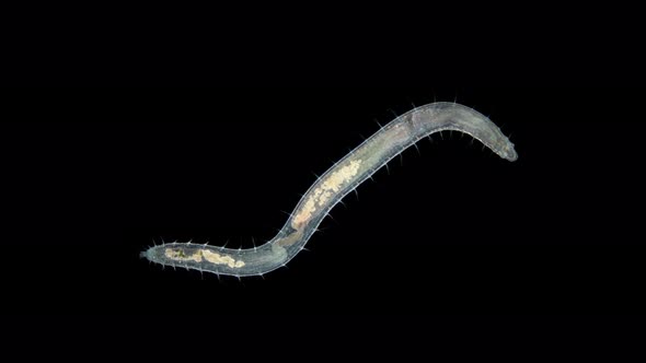 worm Polychaeta Polyophthalmus sp. under a microscope, Ophelliidae family alt