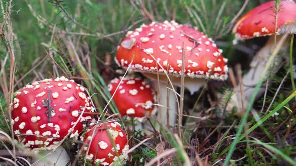 Amanita Muscaria, Poisonous Mushroom in Natural Forest Background. alt