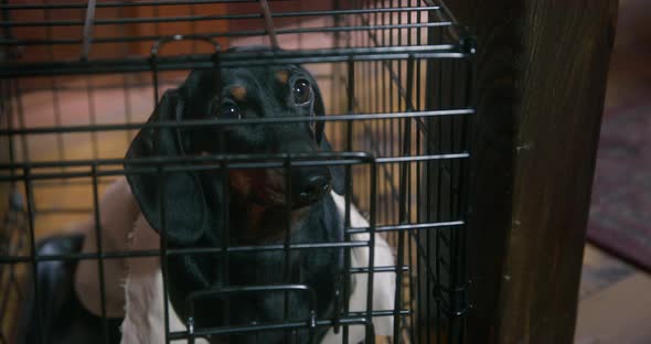 Sad Dachshund Puppy in Linen Shirt Sits in Cage and Obediently Waits