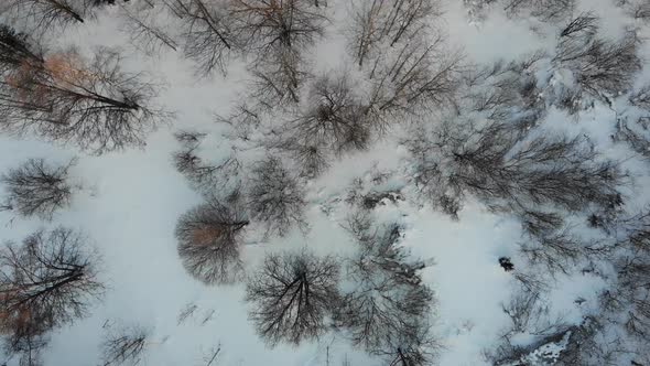 12 Beautiful Winter Forest In The Morning