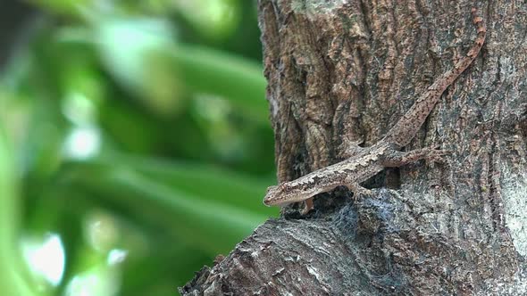 Close Shot of a Lizard on a Tree alt
