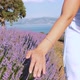 Female Hand on Lavender - VideoHive Item for Sale