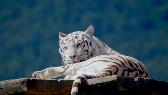 Close up of relaxing white tiger outdoors during sunlight and cleaning with alt