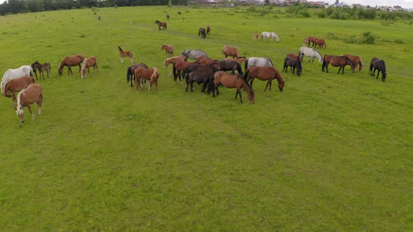 A Herd of Horses Graze in a Green Meadow Along the River