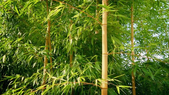 Bamboo In Breeze On Sunny Day alt
