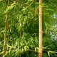Bamboo In Breeze On Sunny Day - VideoHive Item for Sale