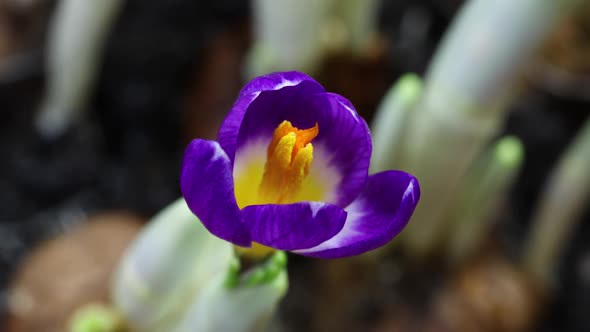 Timelapse of Blooming Purple Flower alt