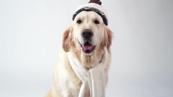 Funny Portrait of a Golden Retriever in a Warm Scarf on a White Background