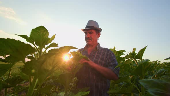 Man with Mustache and Hat Professional Agronomist Inspects Sunflower Culture in Spring alt