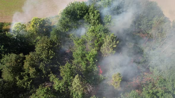 Deforestation. Forest Fire alt