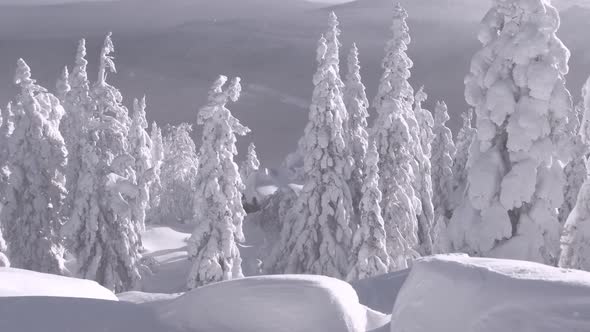 Snow Storm in Winter Forest on Mountainside, Snowdrift. alt
