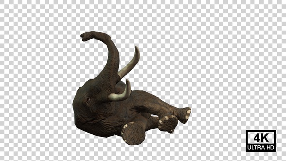 Elephant Lie Down Front View alt