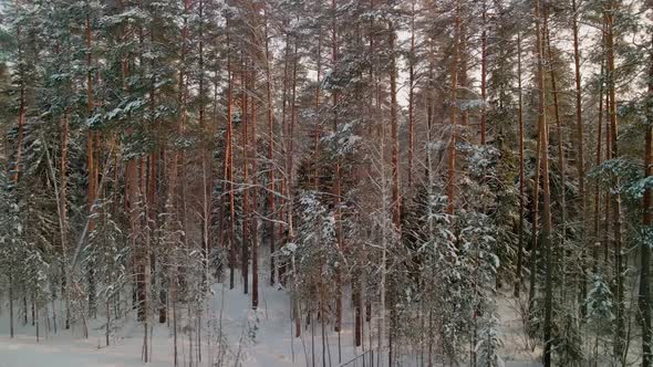 Beautiful Winter Pine Forest alt