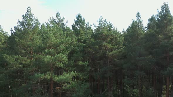 Aerial Pine Forest Top View alt