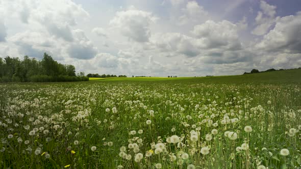 White Dandelions in a Field in Summer