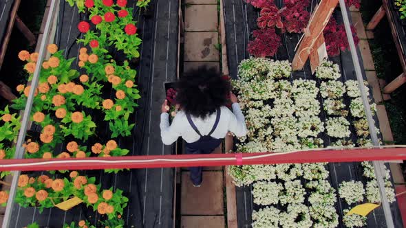 Aerial Drone Shooting alt