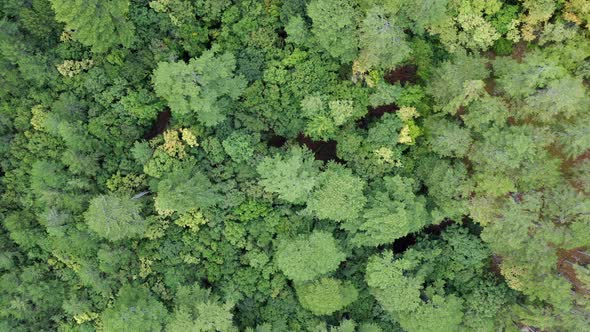 Top down view of green forest