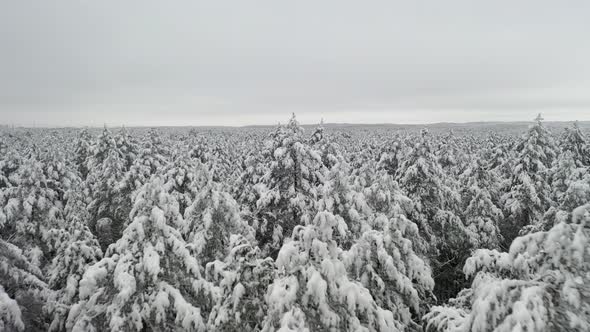 AERIAL: Flying Over Frozen Forest in Nature in Winter Wild Nature