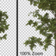 Thin Breezy Tree Vol2 - Alpha Channel - VideoHive Item for Sale