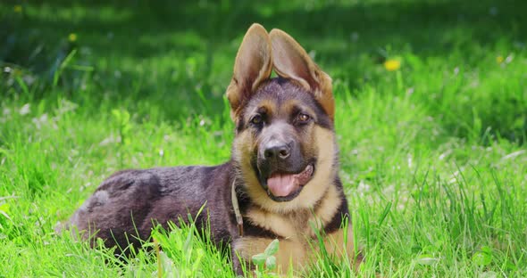 Healthy Puppy of German Shepherd Resting at Park alt