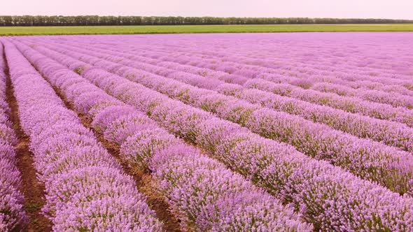 Lavender Fields at the Summer Day Natural Color alt