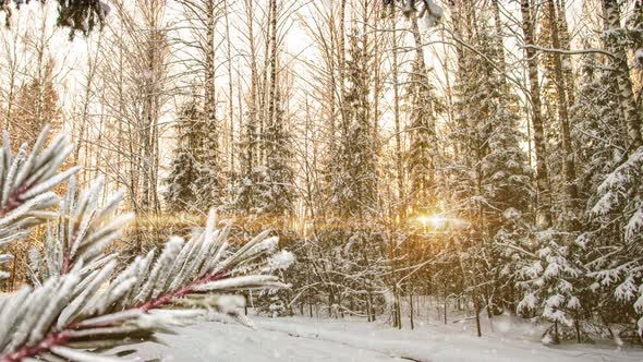 Winter Landscape with Snowfall Growth Gap of Frost on Spruce Branch Christmas Winter Beautiful alt