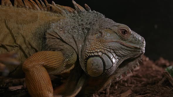 Green iguana walking to his food alt