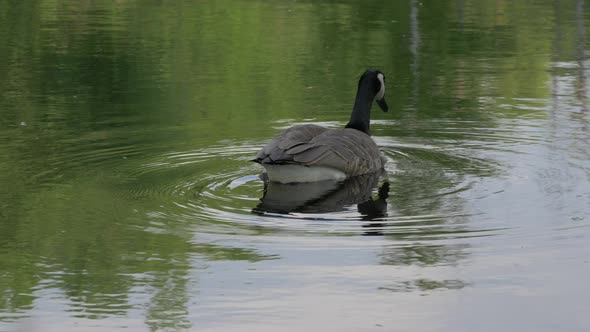 Close up view of a goose on a lake