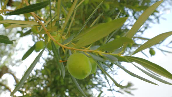 Branches of fruitful olive tree and sun shining through the leaves alt