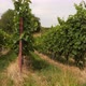 Fields of grapes along the German Wine Route shortly before harvest. Dolly Shot - VideoHive Item for Sale