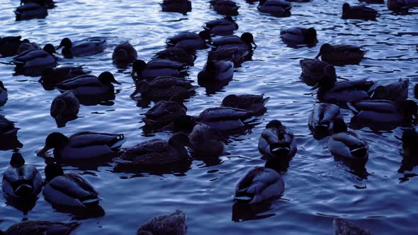 Ducks on the lake swim in the evening alt