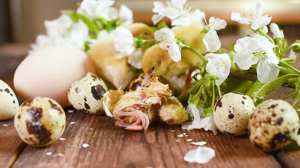 Close-up of the process of hatching a quail chick on a wooden background and against the background alt