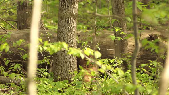 Brown racoon in the forest. Racoon hunting for food on a fallen tree. Racoon activity in the morning alt