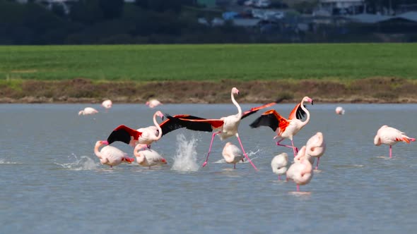 Pink Flamingos in the Lake Wild Greater Flamingo in the Salt Water Nature Birds Wildlife Safari Shot alt