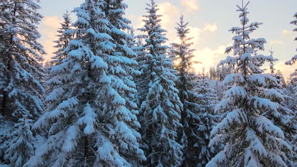 Aerial winter landscape with pine trees of snow covered forest in cold mountains at sunrise. alt