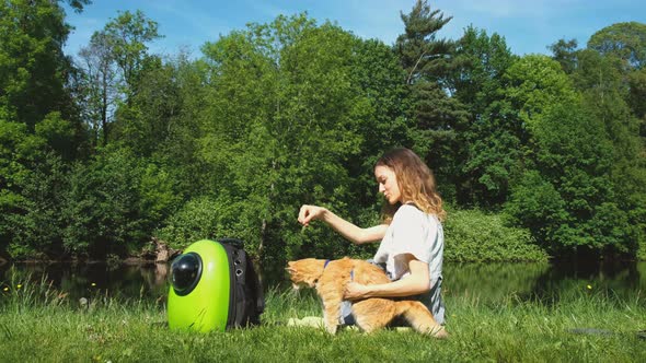 European Young Woman is Playing with a Red Cat in the Nature a Ginger Pet is Catching the Grass with alt
