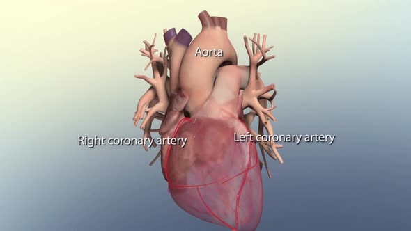 Oxygen in the cardiovascular system alt