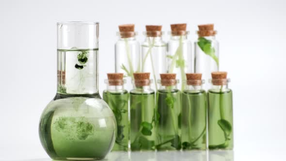 Test tubes with micro greens and reagent. Growing fresh plants culture in laboratory alt