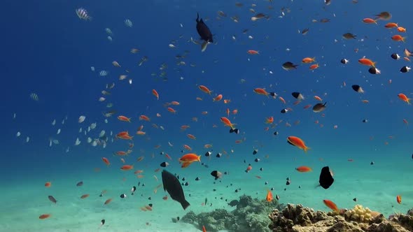 Orange Reef Fish swimming over sandy reef in the Red Sea alt