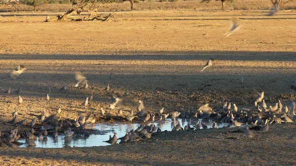 Cape Turtle Doves At A Waterhole - Kalahari Desert alt