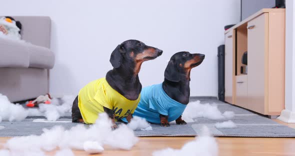 Dachshund Dogs Sit on Rug Near Scattered Stuffing From Toys