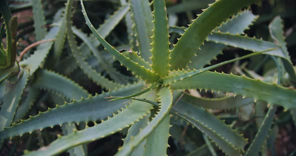 Close up of aloe vera plant outdoors. Cinematic slow motion, shallow focus alt