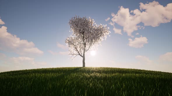 One Tree Growth Ecology Agriculture Concept Environment Nature Spring Season Environmental Green alt