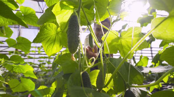 Farmer Touches Small Cucumber Ripening on Bush in Greenhouse