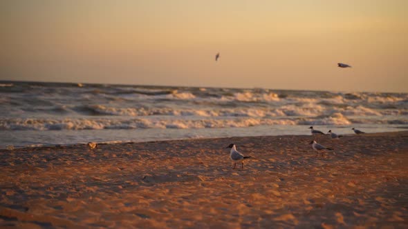 Motion of seagulls on shore on the foamy sea waves background at sunset. alt